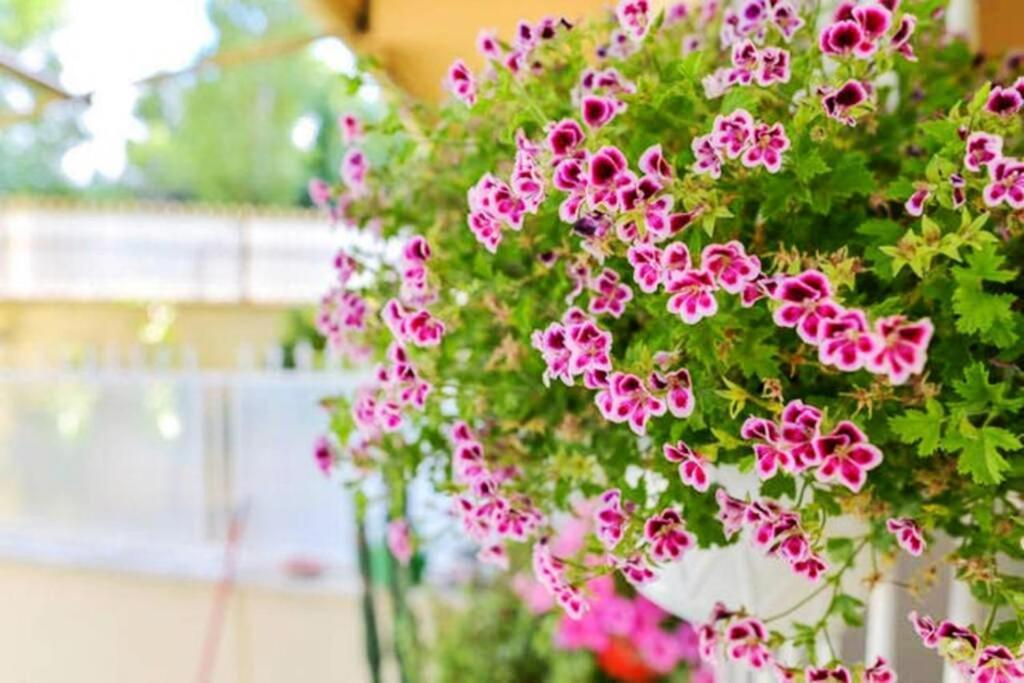 Dolci Sogni Romani Senza Scale O Barriere 外观 照片